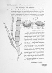 Gloeosporium muehlenbeckiae image
